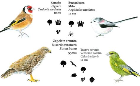 Identificadas 99 especies de aves nidificantes en Donostia ...