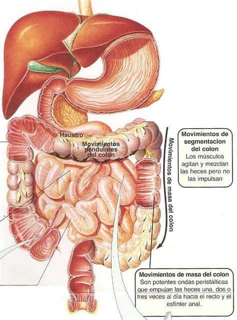 Identificando el síndrome de colon irritable