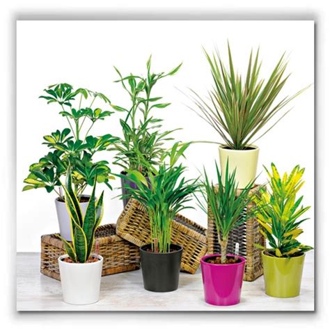 identificar plantas de interior
