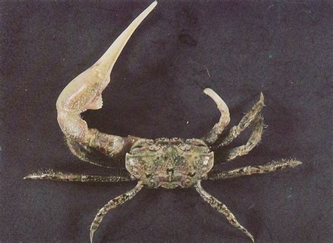 Identification Guide: Fiddler Crabs of the Northern Gulf ...