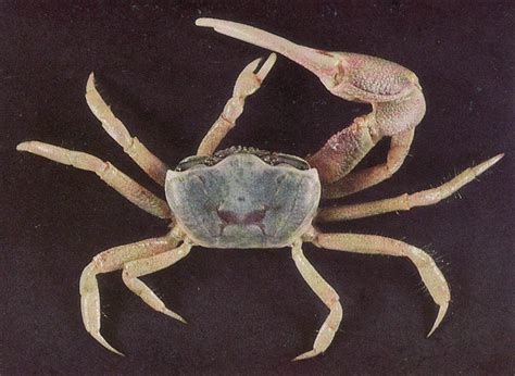 Identification Guide: Fiddler Crabs of the Northern Gulf ...