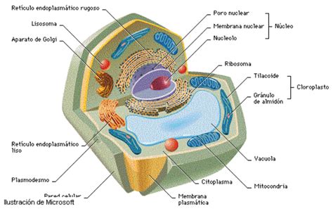 ignacio talamilla: celulas procariontes