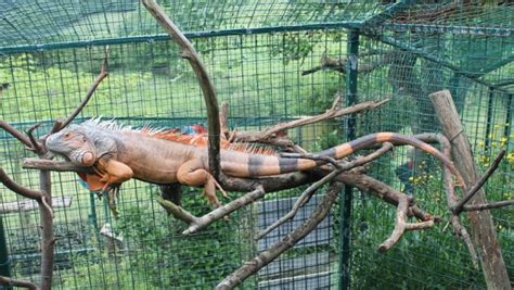 IGUANA ROJA  Iguana iguana  | Zoologico El Bosque   El Zoo ...