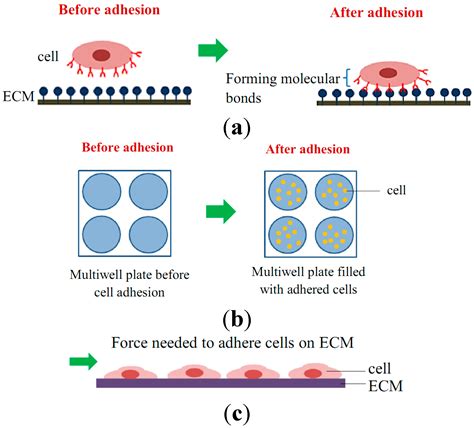 IJMS | Free Full Text | A Review of Cell Adhesion Studies ...