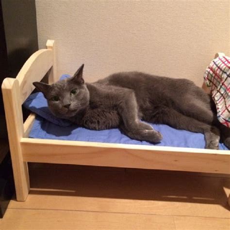 IKEA Donates Doll Beds For Shelter Cats, And It’s Just Too ...