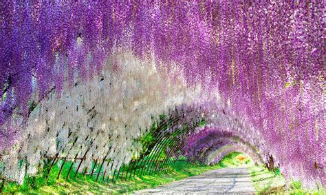 Ikebana; el Arte Floral Japonés: ¡Ya es primavera en Japón!