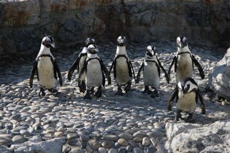 Il mini zoo: la vasca dei pinguini   Picture of Peninsula ...