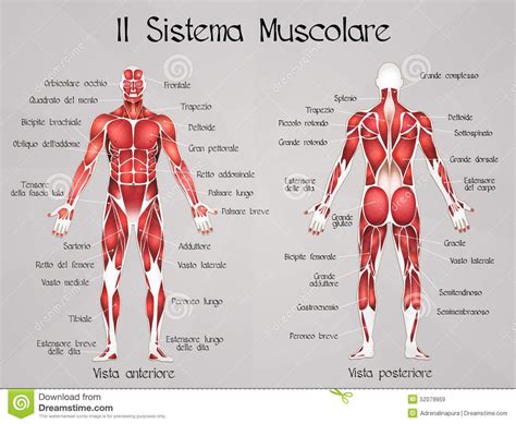 Il Sistema Muscolare Illustrazione di Stock   Immagine ...