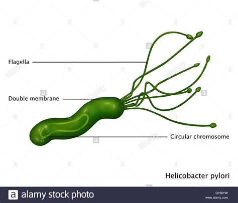 Illustration of Helicobacter pylori bacteria, a gram ...
