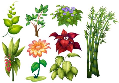 Ilustração de diferentes tipos de plantas e flores ...