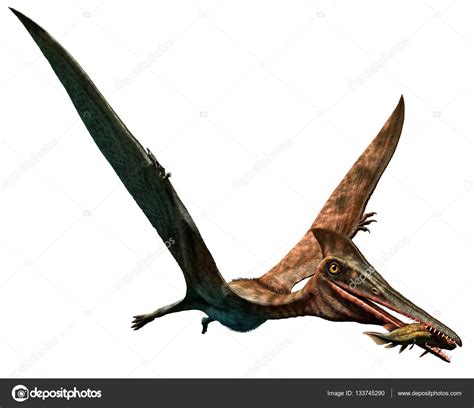 Ilustración 3d de Pterodactylus — Fotos de Stock ...