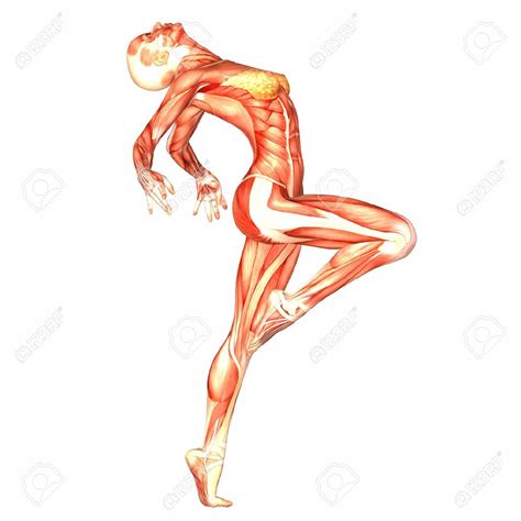 Ilustración de la anatomía del cuerpo humano femenino: Los ...