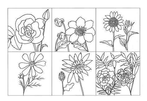 Ilustración gratis: Flor Para Colorear, Planta, Rose ...