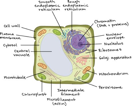 Image Gallery eukaryotic cells