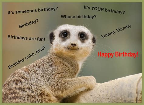 Image Gallery happy birthday funny animals