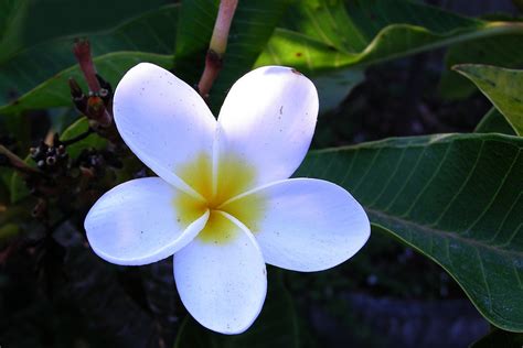 Image Gallery hawaii flowers names