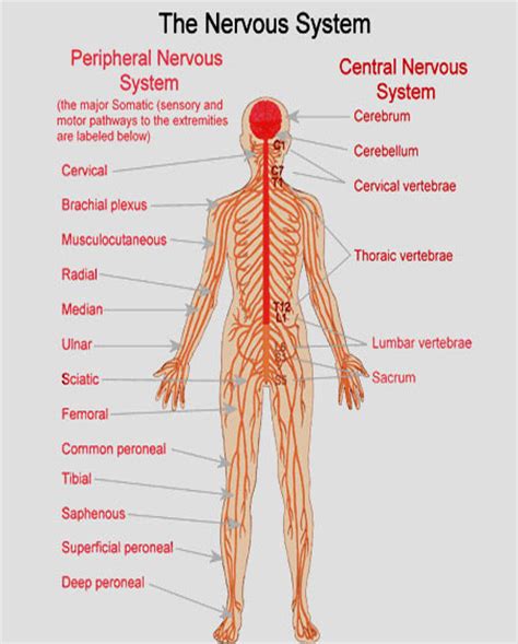 Image Gallery human nervous system