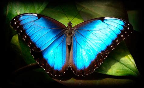 Image Gallery imagenes de mariposas coloridas