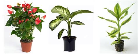 Image Gallery imagenes de plantas