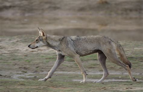Image Gallery indian wolf species
