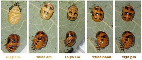 Image Gallery Ladybug Species