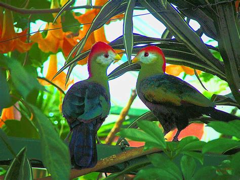 Image Gallery large tropical birds