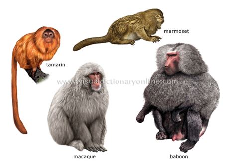 Image Gallery list primates animals