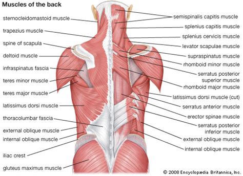 Image Gallery lower back muscles