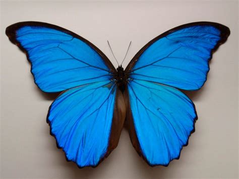 Image Gallery mariposas azules