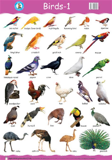 Image Gallery names birds