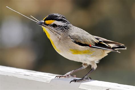 Image Gallery names of small birds