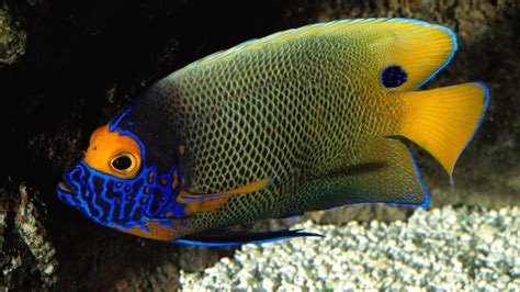 Image Gallery peces tropicales