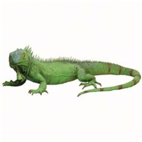 Image Gallery schleich iguana