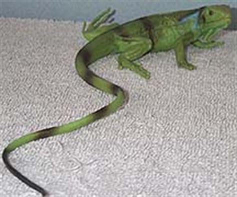 Image Gallery schleich iguana