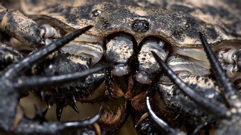 Image Gallery scorpion animal