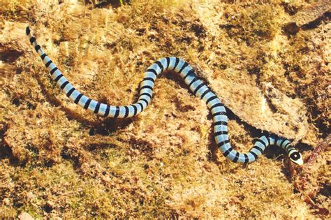 Image Gallery serpiente marina