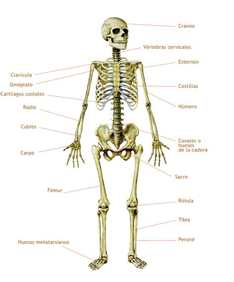 Image Gallery sistema esqueletico