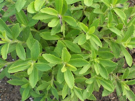Image Gallery stevia leaves