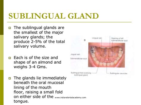 Image Gallery sublingual fold