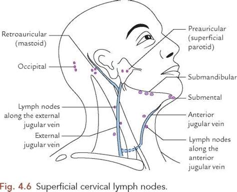 Image Gallery submandibular lymph