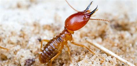 Image Gallery termite control
