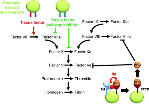 Image Gallery tissue factor