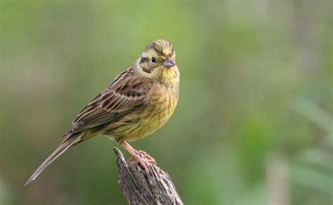 Image Gallery Yellowhammer Bird