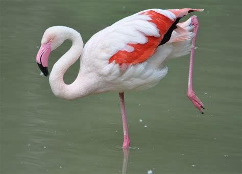Image   Phoenicopterus roseus  Greater Flamingo  | BioLib.cz