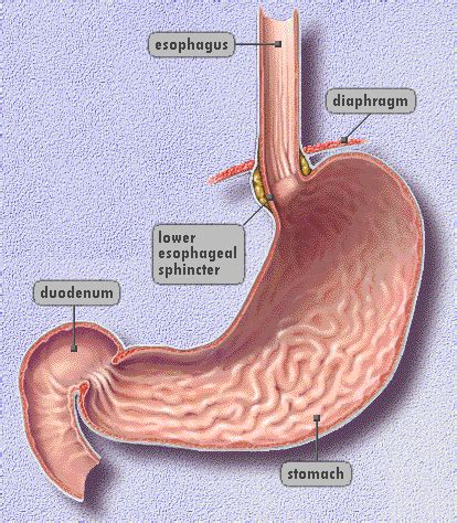 Image result for lower esophageal sphincter MODEL ...
