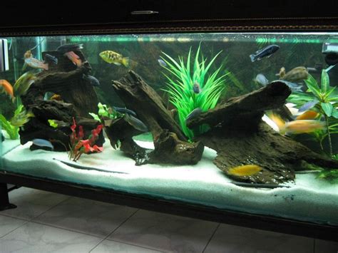 Image result for sand in aquarium ideas pinterest | Fish ...