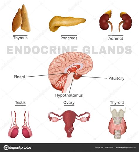 Imagem de glândulas endócrinas — Vetor de Stock © annyart ...