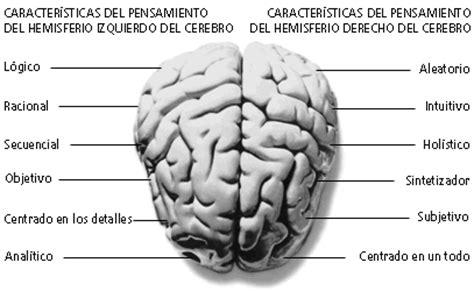 Imagen Cerebro   grupos.emagister.com