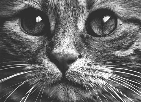 Imagen de Bello retrato en blanco y negro de mirada felina ...