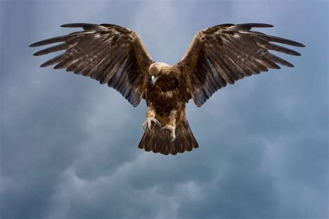 Imagen De Una Aguila | www.imagenesmy.com